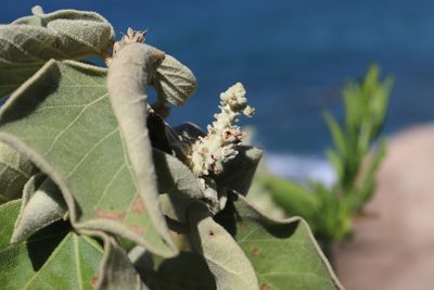 Croton suberosus, photographed by alejandrozab