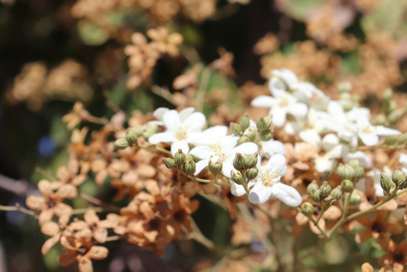 Cordia elaeagnoides, photographed by alejandrozab