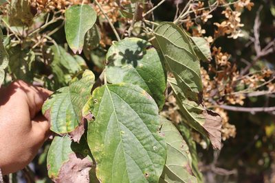 Cordia elaeagnoides, photographed by alejandrozab
