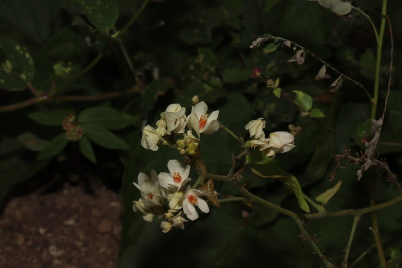 Antigonon flavescens, photographed by alejandrozab
