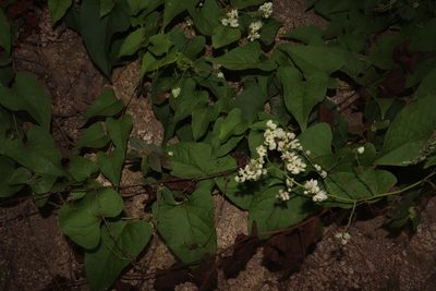 Antigonon flavescens, photographed by alejandrozab
