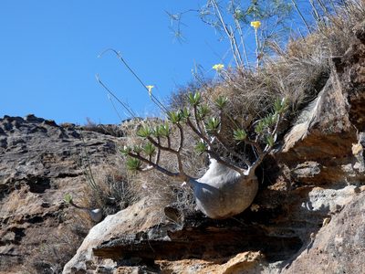 Pachypodium rosulatum, photographed by Kai Squires