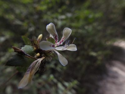 Loeselia amplectens, photographed by alejandrozab