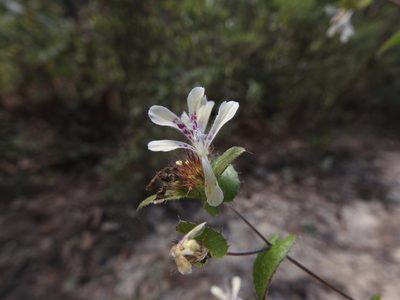 Loeselia amplectens, photographed by alejandrozab