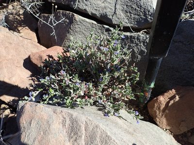 Polygala asbestina, photographed by Nicola van Berkel