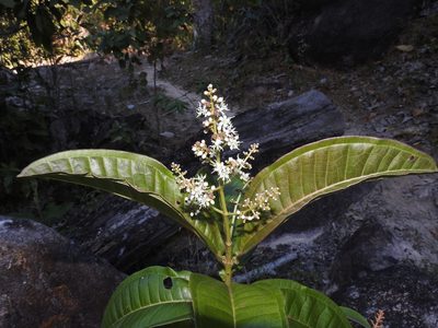 Miconia chamissois, photographed by alejandrozab