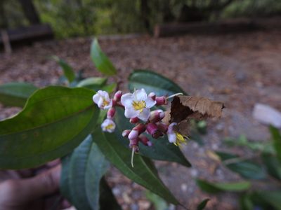 Miconia mexicana, photographed by alejandrozab
