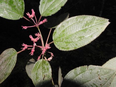 Miconia submontana, photographed by alejandrozab