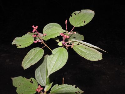 Miconia submontana, photographed by alejandrozab