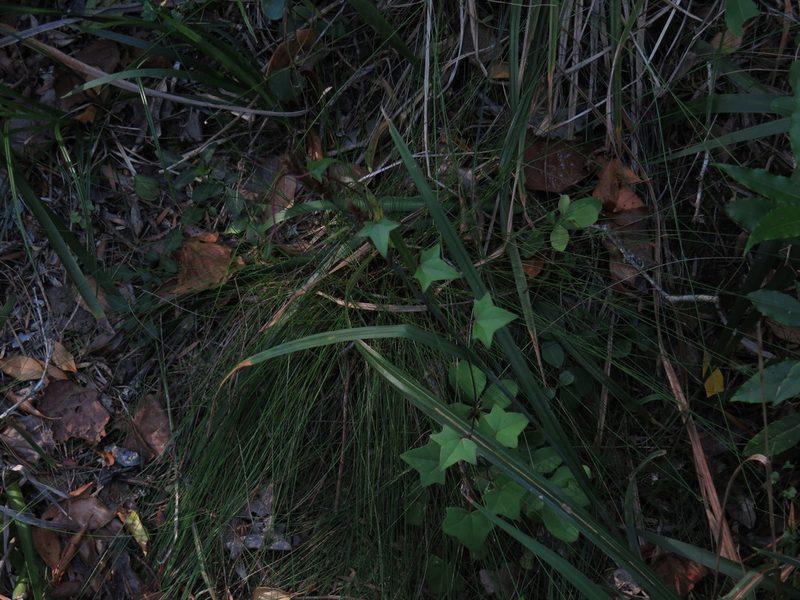Senecio quinquelobus, photographed by Jeremy Gilmore