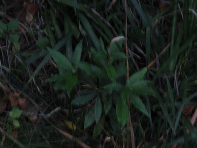 Vepris lanceolata, photographed by Jeremy Gilmore
