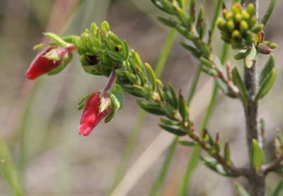 Erica oatesii, photographed by Alan Manson