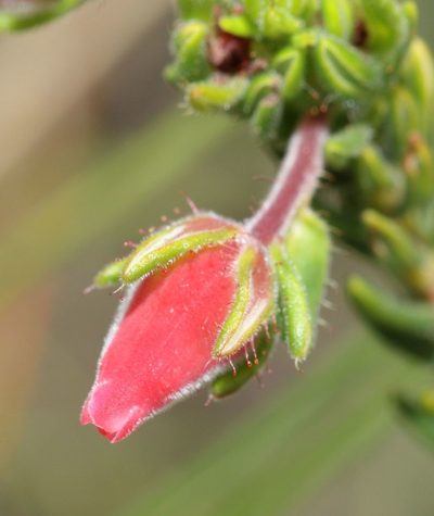 Erica oatesii, photographed by Alan Manson