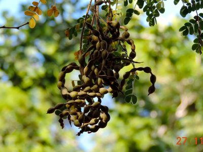 Chloroleucon mangense, photographed by Francisco Farriols Sarabia