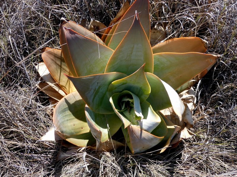 Aloe imalotensis, photographed by Kai Squires
