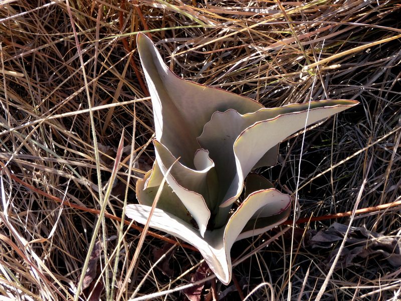 Kalanchoe synsepala, photographed by Kai Squires
