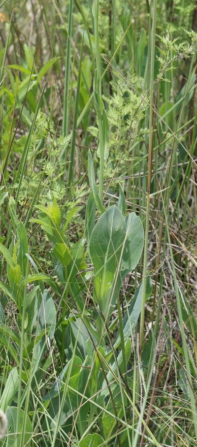 Senecio isatideus, photographed by Alan Manson