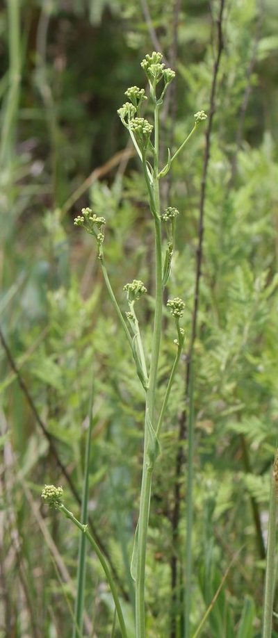 Senecio isatideus, photographed by Alan Manson