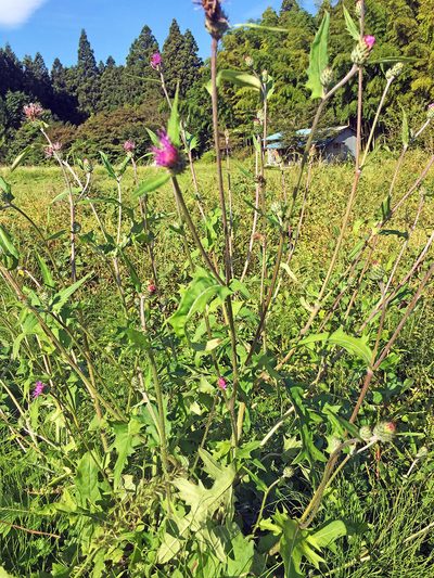 Cirsium oligophyllum, photographed by Kai Löhr
