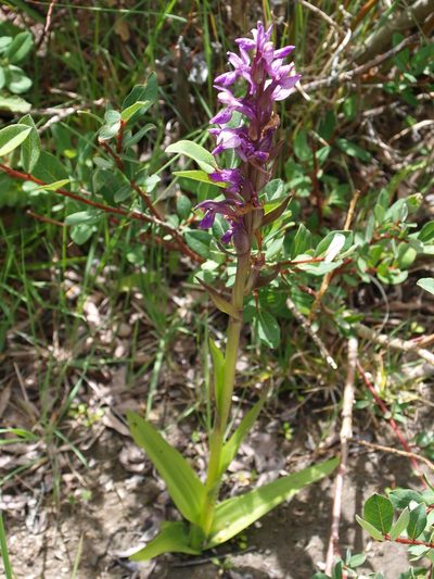 Dactylorhiza hatagirea, photographed by Pavel Kacl