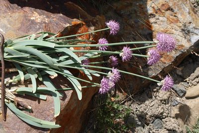 Allium carolinianum, photographed by Pavel Kacl