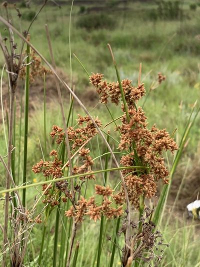 Scirpoides burkei, photographed by Dave Richardson