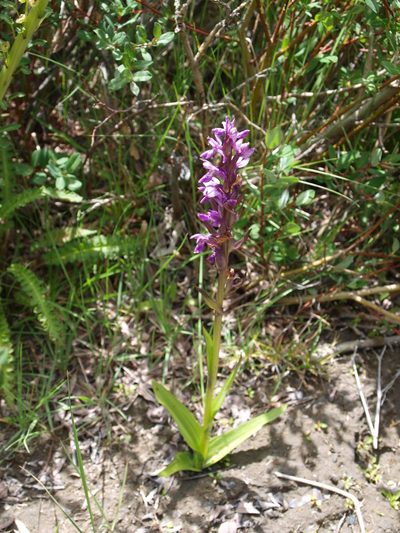 Dactylorhiza hatagirea, photographed by Pavel Kacl