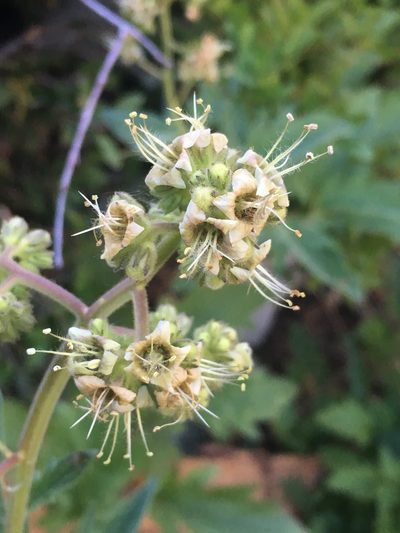 Phacelia procera, photographed by Matt Berger