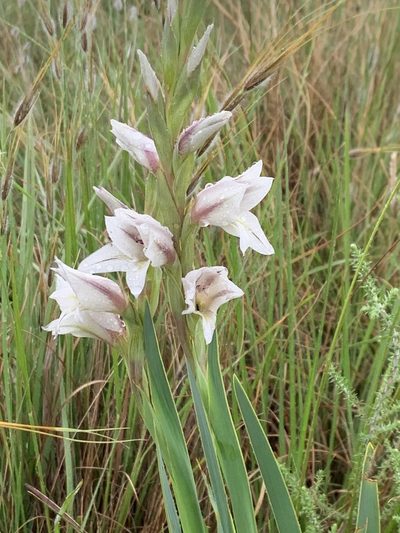 Gladiolus elliotii, photographed by Dave Richardson