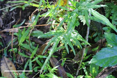 Pteris ensiformis, photographed by Henry Calilung