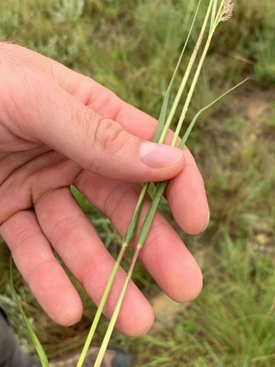 Eragrostis gummiflua, photographed by Dave Richardson