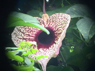 Aristolochia grandiflora, photographed by Peter Desmet