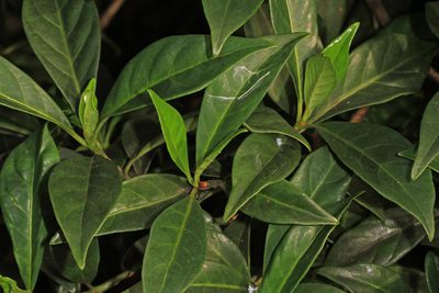 Psychotria ligustrifolia, photographed by Judy Gallagher