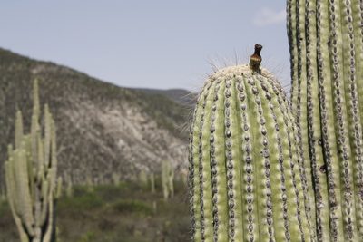 Cephalocereus tetetzo, photographed by Diana Fuentes