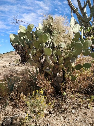 Opuntia pilifera, photographed by Will Cornwell
