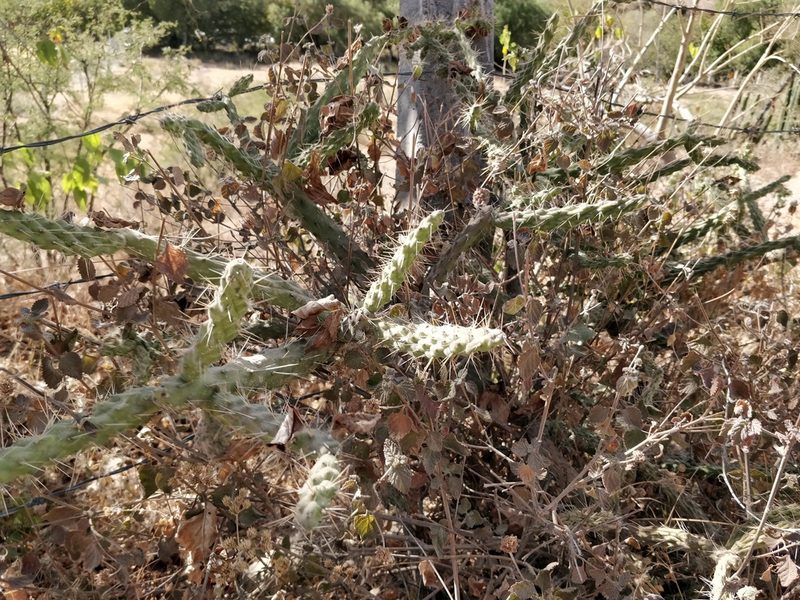 Opuntia pumila, photographed by Will Cornwell