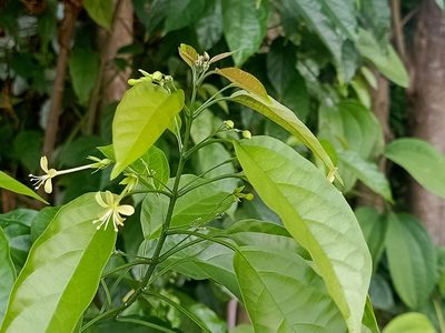 Clerodendrum laevifolium, photographed by Ong Jyh Seng