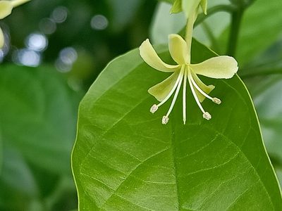 Clerodendrum laevifolium, photographed by Ong Jyh Seng