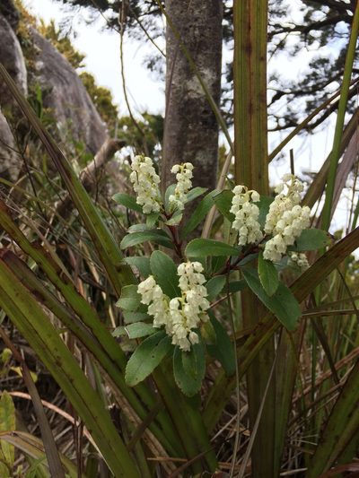 Gaultheria paniculata, photographed by Chris Parminter