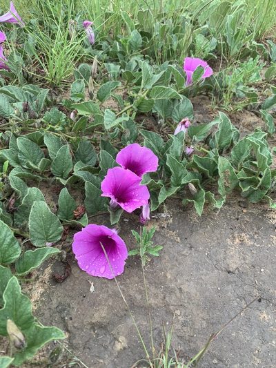 Ipomoea oblongata, photographed by Dave Richardson