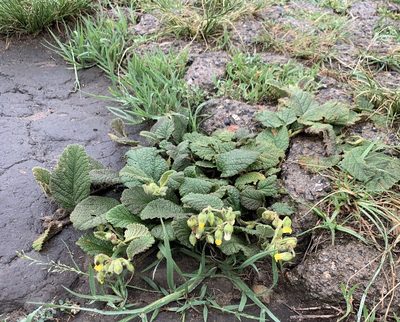 Hermannia transvaalensis, photographed by Dave Richardson