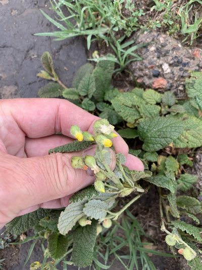 Hermannia transvaalensis, photographed by Dave Richardson