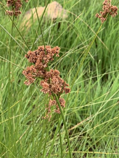 Scirpoides burkei, photographed by Dave Richardson