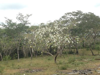 Ipomoea pauciflora, photographed by Tereso Hernández Morales