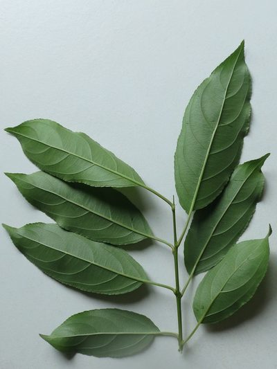 Rhamnus ussuriensis, photographed by Repina Tatyana