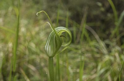 Pterostylis oliveri, photographed by Cara-Lisa Schloots