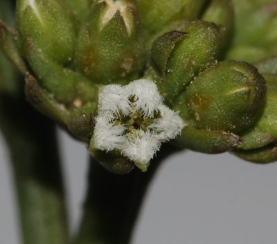 Thesium polycephalum, photographed by Brian du Preez