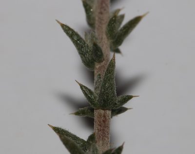 Aspalathus cuspidata, photographed by Brian du Preez