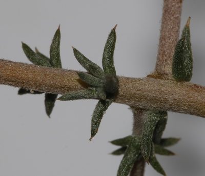 Aspalathus cuspidata, photographed by Brian du Preez