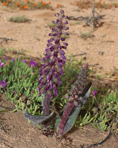 Lachenalia violacea, photographed by Brian du Preez